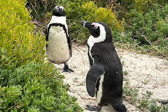 Cape of Good Hope, Penguins and Sightseeing tour - Table Mountain National Park: Cable Car Up, Time to Look Around