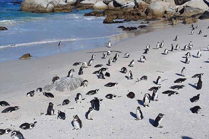 Cape of Good Hope & Penguins from Cape Town Full-Day Private Tour - Cape Point Ostrich Farm: A Quick, Funny Intermission