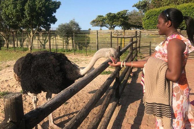 Cape of Good Hope & Penguins Full Day Tour From (The Mother City) Cape Town. - Ostrich farm to Cape Point: easy animal fun before the real scenery