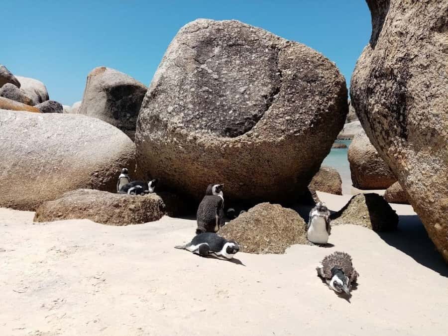 Cape of Good Hope & Penguins Private Tour - Should You Book the Cape of Good Hope & Penguins Private Tour?