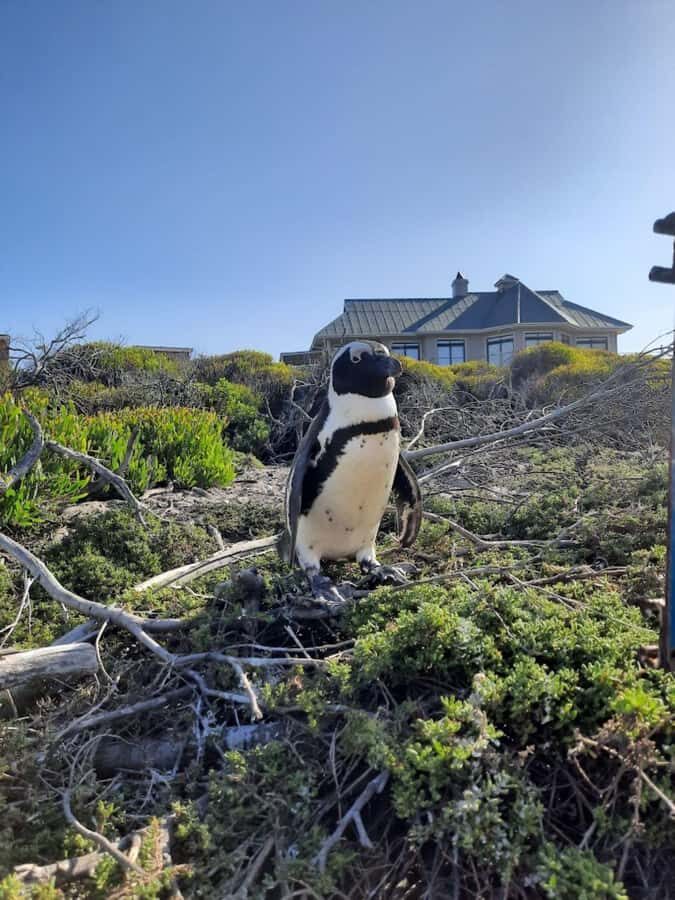Cape of Good Hope & Penguins Private Tour - Noordhoek Farm Village and an Ostrich Farm Pass-By