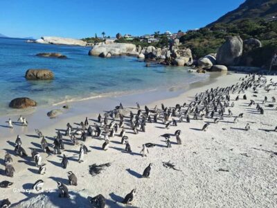 Cape of Good Hope & Penguins Private Tour - Cape of Good Hope Main Gate: historic setting plus big scenery pressure