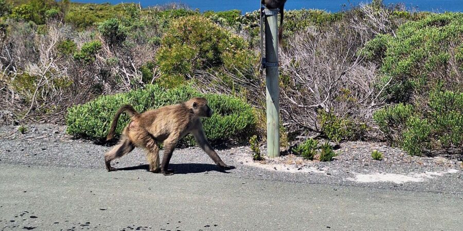 Cape of Good Hope & Penguins Private Tour - Cape of Good Hope: Guided Context Plus Time on the Trails