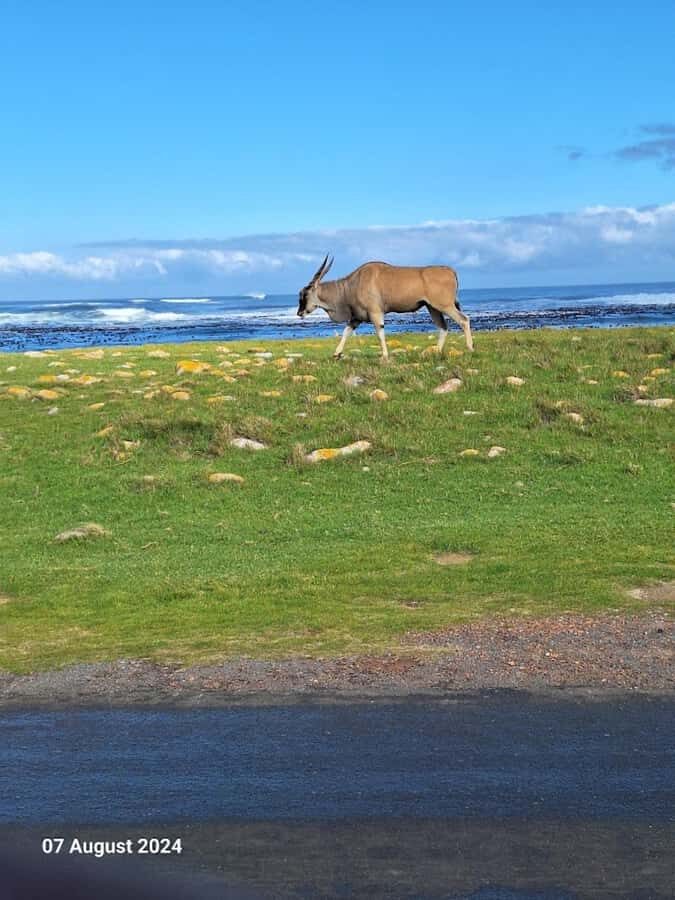Cape of Good Hope & Penguins Private Tour - Boulders Beach Penguin Colony: An Hour That Actually Lets You Watch
