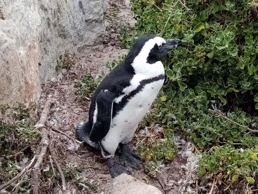 Cape of Good Hope & Penguins Private Tour - Who This Tour Fits Best (and Who Should Rethink It)