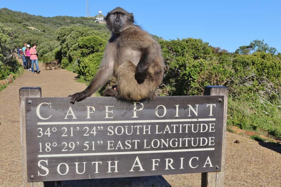 Cape of Good Hope Penguins Seals & Chapmans Peak Shared Tour - Why this Cape Peninsula loop works in 8 hours
