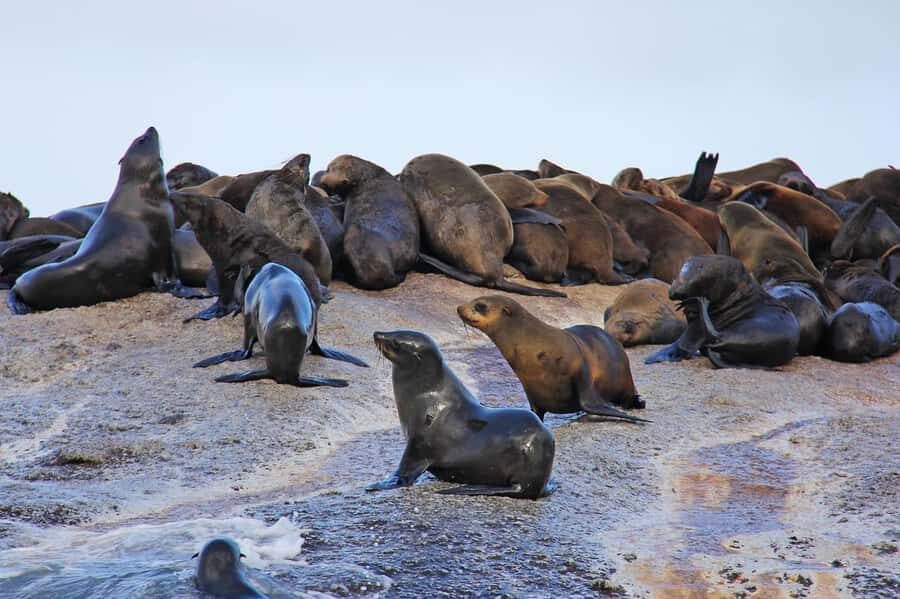 Cape of Good Hope Penguins Seals & Chapmans Peak Shared Tour - Cape of Good Hope nature reserve: wildlife spotting without hiking