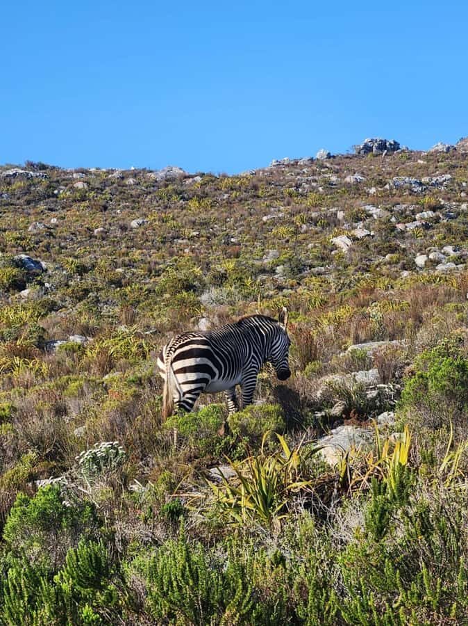 Cape of Good Hope & Penguins Shared Tour - Key highlights to look for