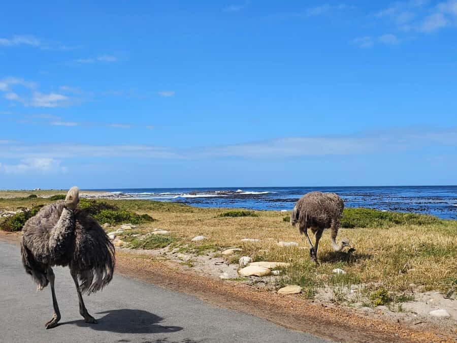 Cape of Good Hope & Penguins Shared Tour - Boulders Beach penguins: boardwalk closeness without the chaos