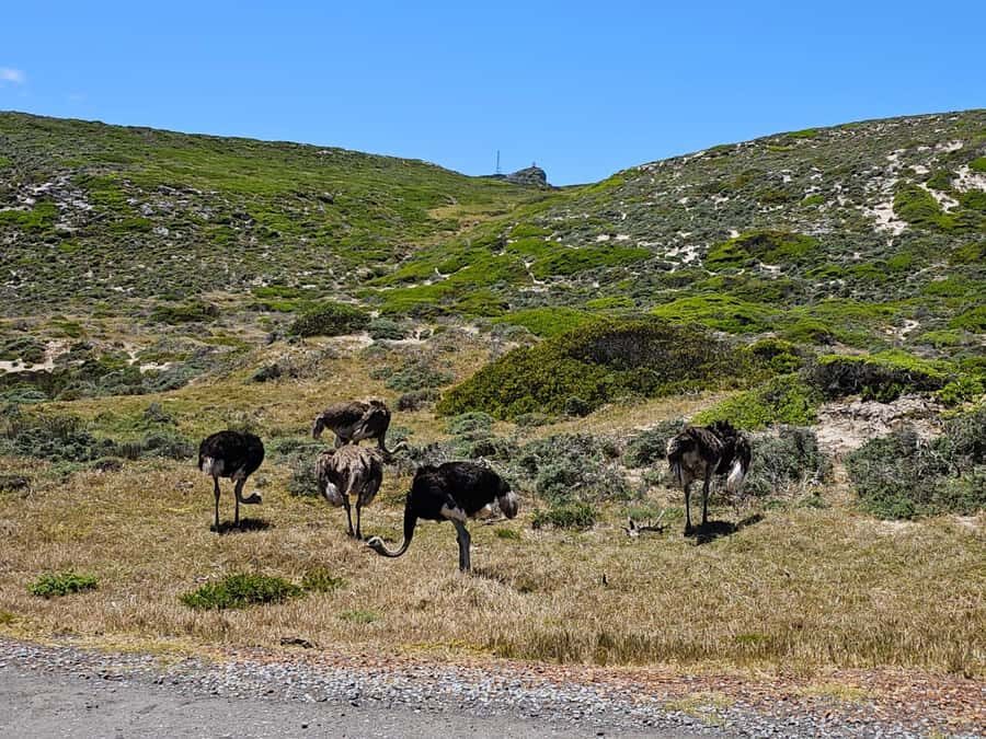 Cape of Good Hope & Penguins Shared Tour - Price and value: what $35 covers and what adds up
