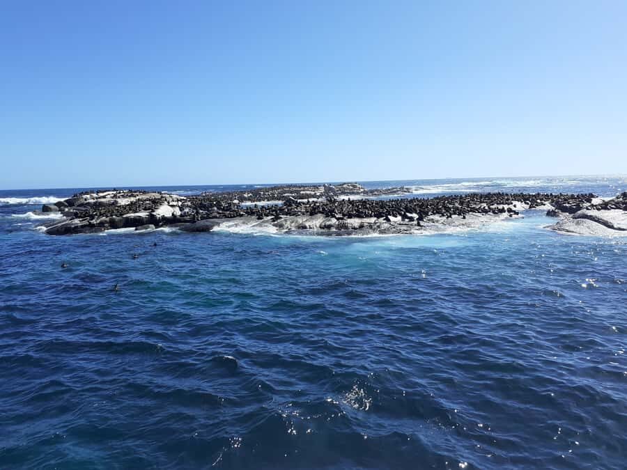 Cape of Good Hope: Sightseeing and African Penguins Tour - The Route That Makes Cape Town’s Edge Feel Close