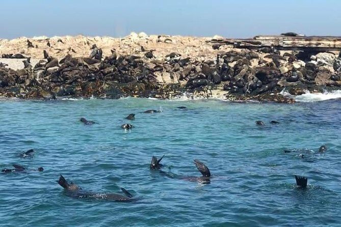 Cape of Goodhope Tour a Full Day Exploring the Cape Peninsula - Stop 1: Boulders Beach Penguin Colony (Make It Your Wildlife Start)