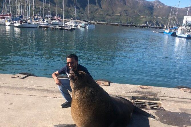 Cape Peninsula Adventure - Boulders Beach Penguin Colony and Simons Town: Animals Plus Architecture