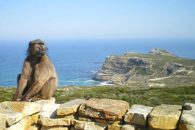Cape Peninsula and Boulders Full Day Tour with Private Transfer - Pickup and timing: what the day feels like