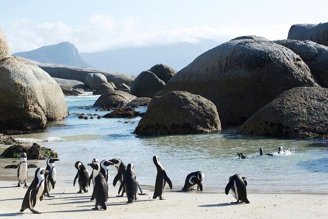 Cape Peninsula and Boulders Full Day Tour with Private Transfer - Boulders Beach penguin colony: conservation-friendly and photo-happy
