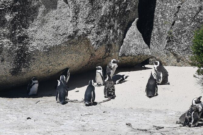 Cape Peninsula Cape of Good Hope and Penguins Tour in Cape Town - Why this route works: Cape Peninsula in one practical day