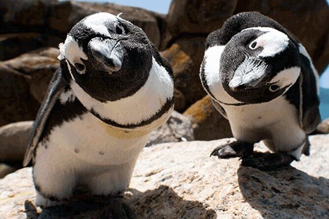 Cape Peninsula Cape of Good Hope and Penguins Tour in Cape Town - Camps Bay and the Atlantic drive: quick hits that set the mood
