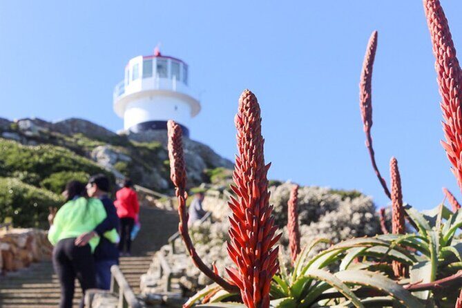 Cape Peninsula Day Tour - Why This Cape Peninsula Day Tour Feels Like a Best-of Day