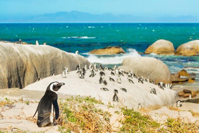 Cape Peninsula Day Tour - Meeting at the Waterfront: Easy Start, Clear Plan
