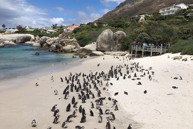 Cape Peninsula E-bike Cycle with Vehicle - Private Tour - How the private vehicle keeps the day comfortable