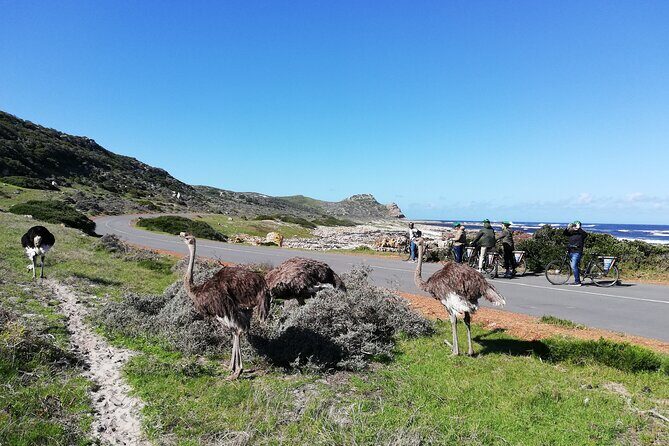Cape Peninsula E-bike Cycle with Vehicle - Private Tour - Getting started: Camps Bay to Hout Bay coffee and harbor views