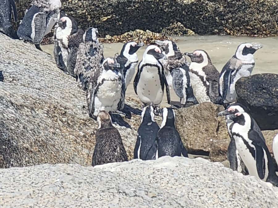 Cape Peninsula Full Day Tour In Private Car - Should You Book This Cape Peninsula Private-Car Tour?