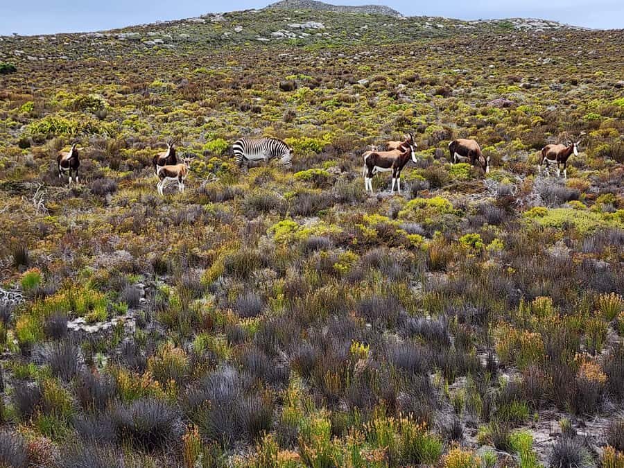 Cape Peninsula & Penguins Beach Half Day Tour from Cape Town - Pickup, getting to the coast, and why the small-van pace helps