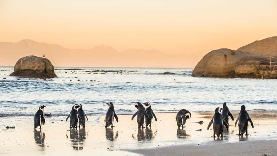Cape Peninsula & Penguins Beach Half Day Tour from Cape Town - Chapman’s Peak Drive: cliff views built for photos