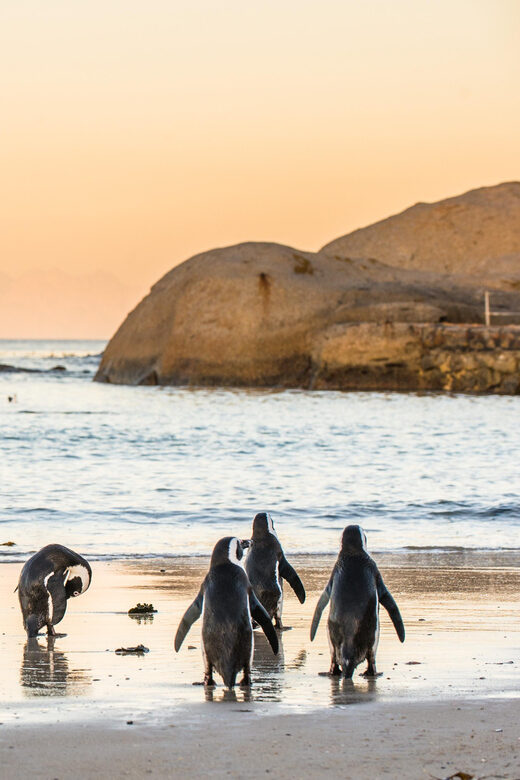 Cape Peninsula & Penguins Beach Half Day Tour from Cape Town - Boulders Beach penguin colony: the main event (and the extra fee)