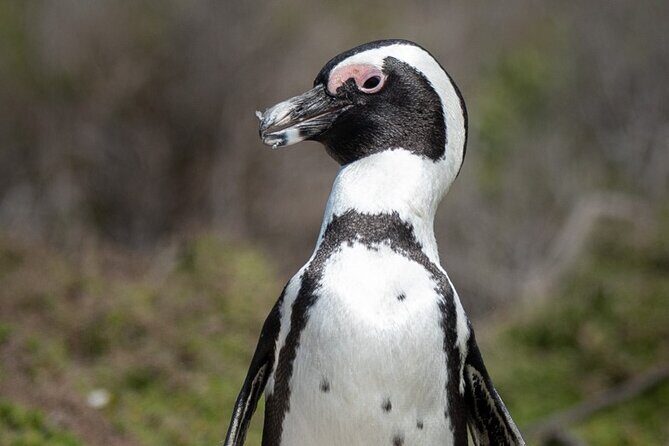 Cape Peninsula & Penguins Private Day Tour, Entrances Included. - Clifton Beaches quick stop: fast, scenic, and camera-ready