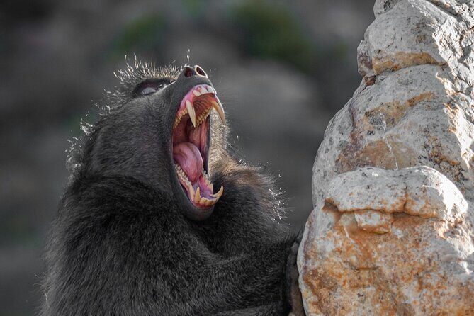 Cape Peninsula & Penguins Private Day Tour, Entrances Included. - Cape Point lighthouses and seascapes: hike optional, views not