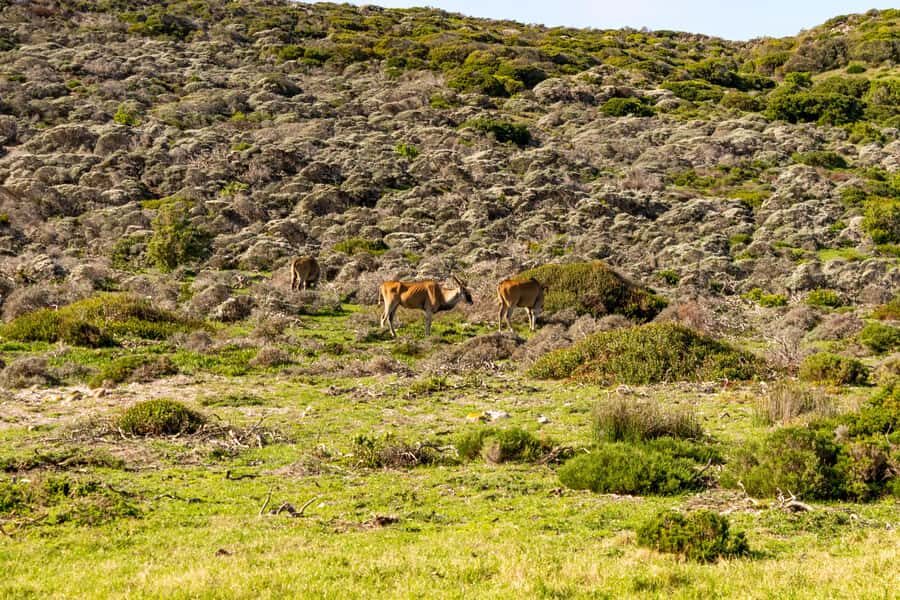Cape Peninsula: Private Full Day Tour - From the City Bowl to Atlantic Seaboard views