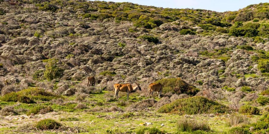 Cape Peninsula: Private Half Day Tour - Guide quality is the real upgrade: Stirling, Anne, and Ursula’s impact