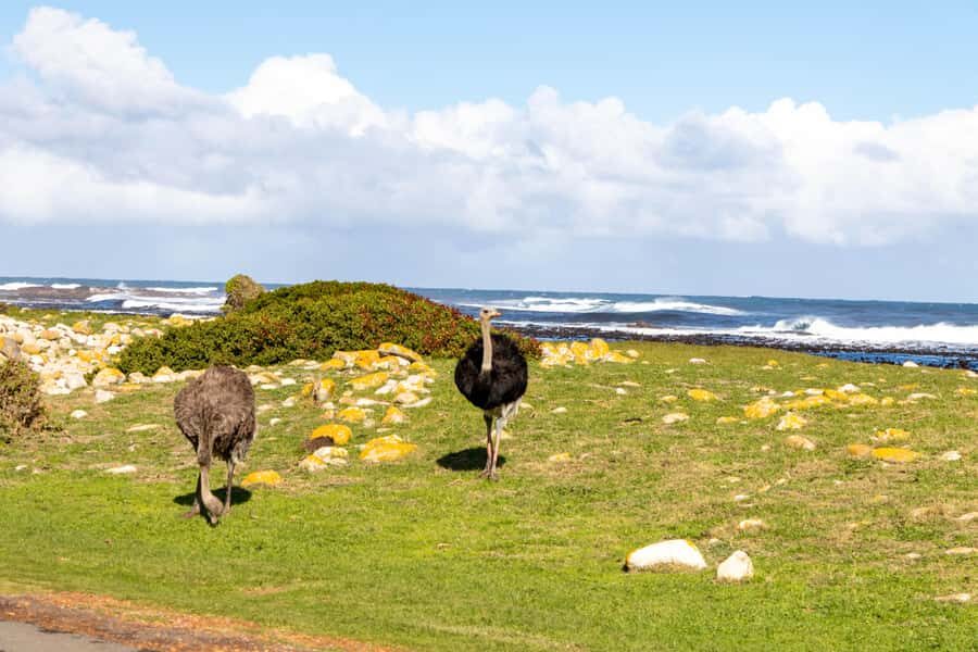 Cape Peninsula: Private Half Day Tour - Who should book this tour, and who might want a different option