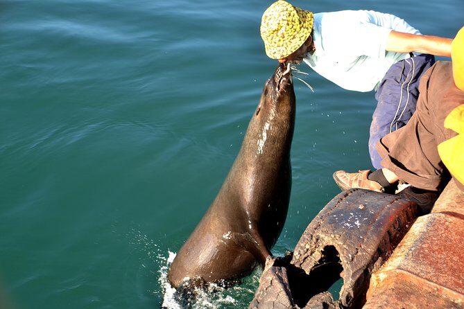 Cape Peninsula Private tour - Hout Bay harbour: markets, local fishing, and optional seals
