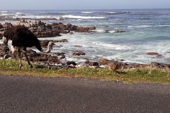 Cape Peninsula Private tour - Price and what you’re really paying for