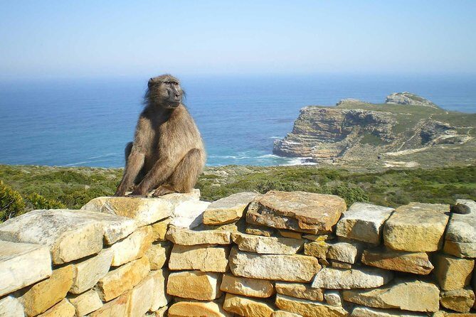 Cape Peninsula Private tour - Timing, comfort, and how to get the most out of an 8-hour day