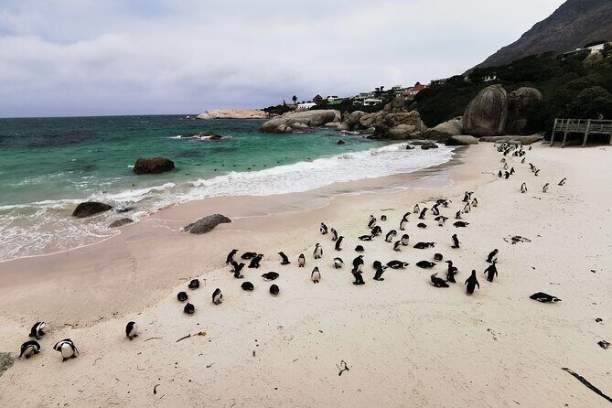 Cape Peninsula Private Tour In Cape Town South Africa - Key Things to Know Before You Go