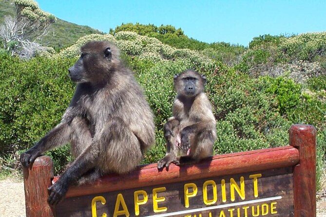 Cape Peninsula Private Tour In Cape Town South Africa - The Cape of Good Hope Photo Stop: Quick, Iconic, and Efficient