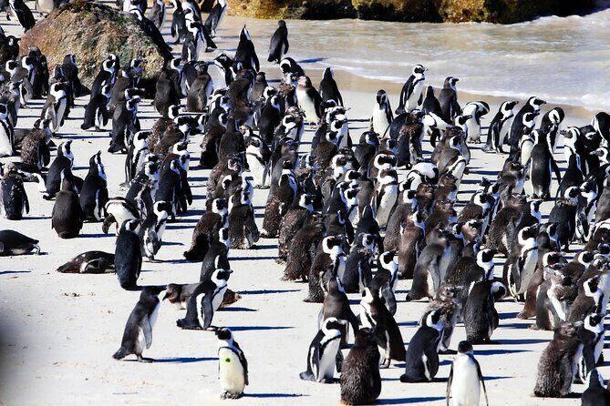 Cape Peninsula Private Tour Include Park Fees - Key Highlights You’ll Actually Care About