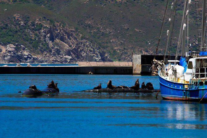 Cape Peninsula Private Tour Include Park Fees - Muizenberg Beach: Surf Culture and a Soft Landing Back to the City