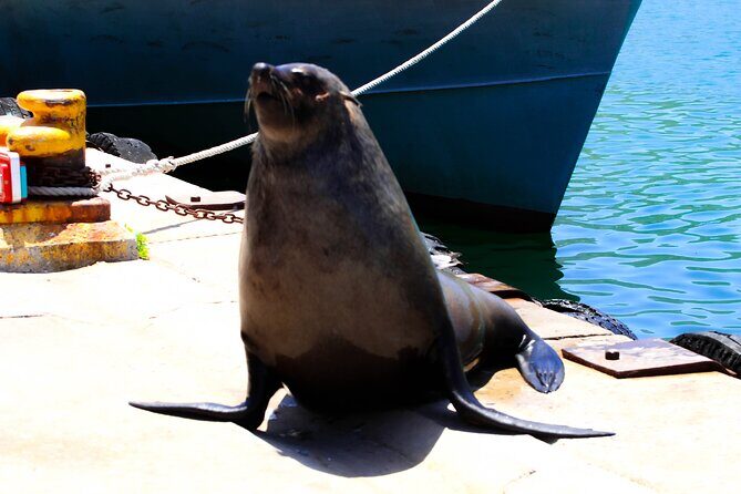 Cape Peninsula Private Tour Include Park Fees - Bo-Kaap and Maiden’s Cove: Color, Culture, and Quick Wins