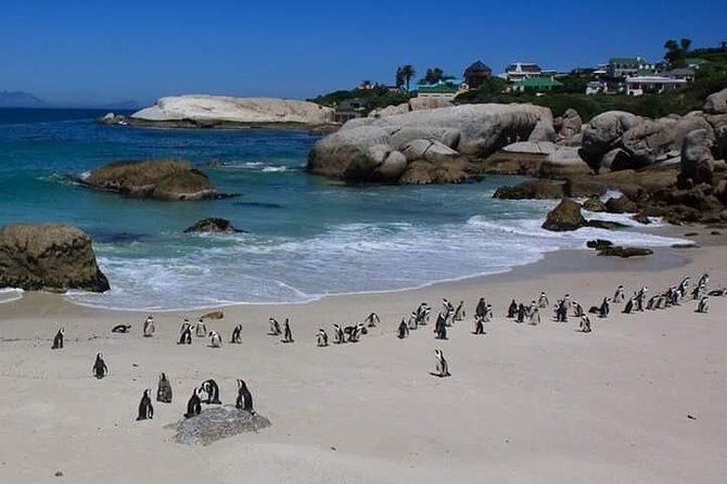 Cape Peninsula Private Tour - Your day’s rhythm: what the 7–9 hours actually feels like