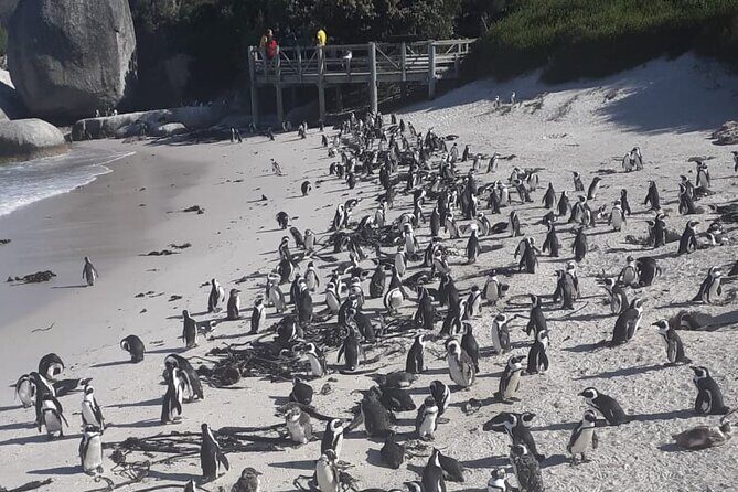 Cape Peninsula Tour Cape Town City - Hout Bay Harbour and Seal Island: a 45-minute wildlife boat trip