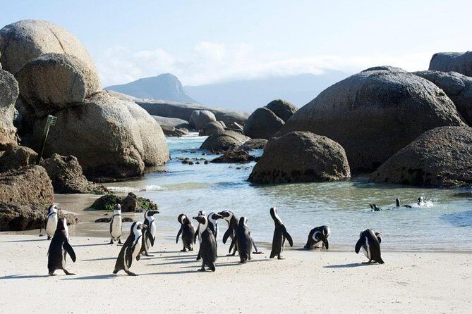 Cape Peninsula Tours - Cape Point guided tour: where the oceans meet, with context that helps