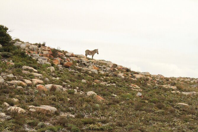 Cape Point and Cape of Good Hope day tour Up to 10 persons - How Cape Point and Good Hope Feel Like Two Different Stories