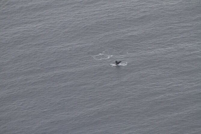 Cape Point and Cape of Good Hope day tour Up to 10 persons - Included Perks and Price: Does $68.42 Really Make Sense?