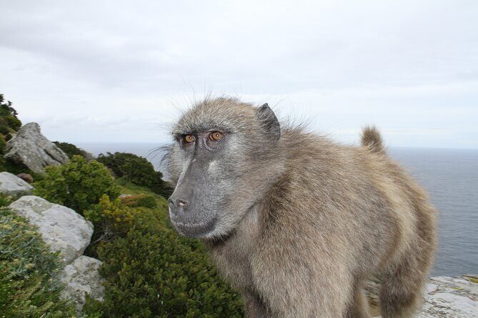 Cape Point and Cape of Good Hope day tour Up to 10 persons - False Bay Coast Stops: Shark Safety, Kalk Bay Boats, and Muizenberg Beaches
