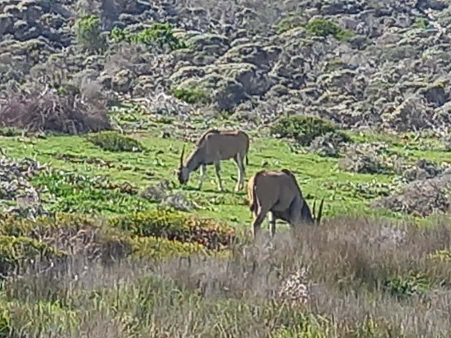 cape point and penguin ,muizenberg, bookapp - Key things to know before you go