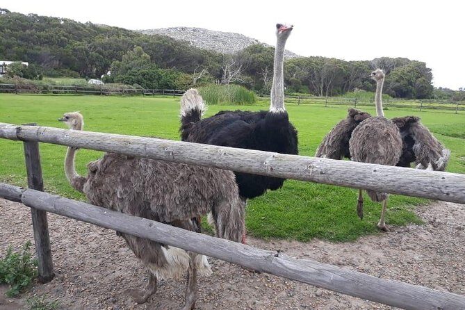 Cape Point, Boulder's Beach in Private Car Entrance Fees Included - Hout Bay optional seals trip: a choose-your-own-adventure hour